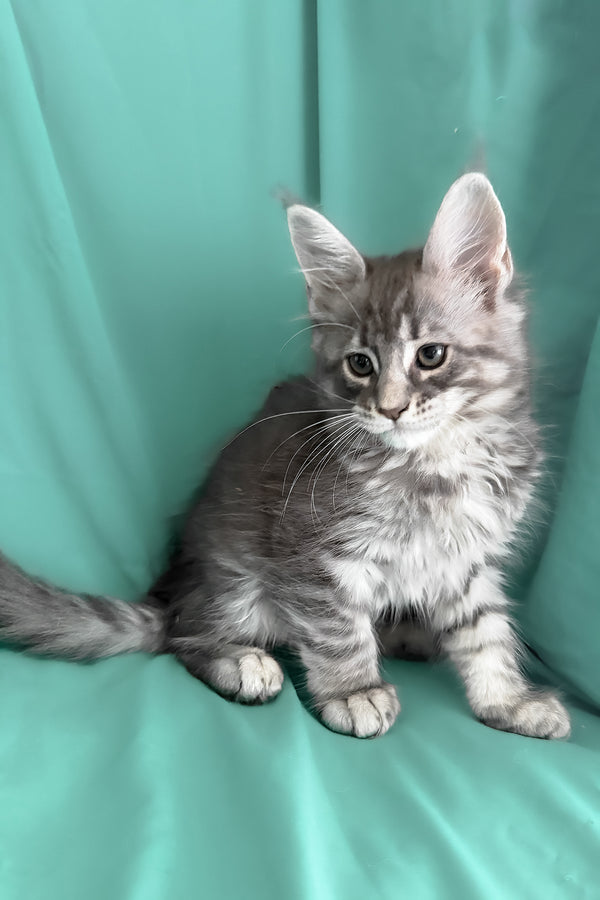 Zangi | Maine Coon Kitten