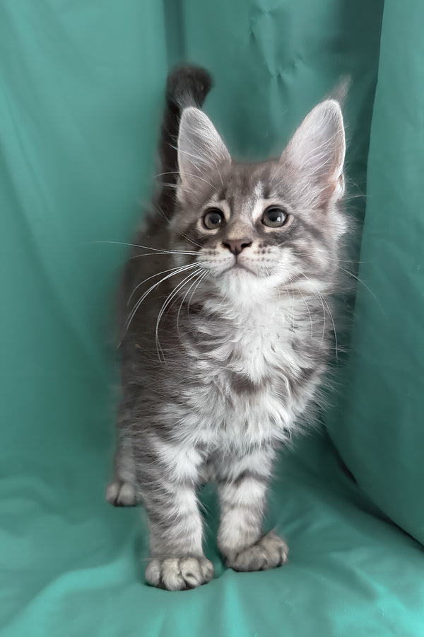 Zangi | Maine Coon Kitten