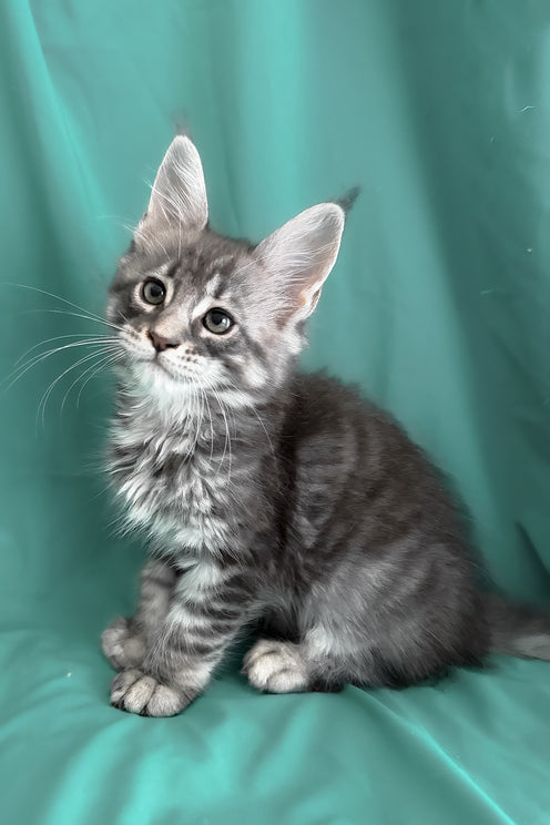 Zangi | Maine Coon Kitten