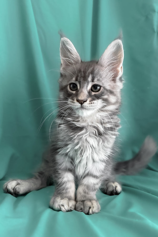 Zangi | Maine Coon Kitten