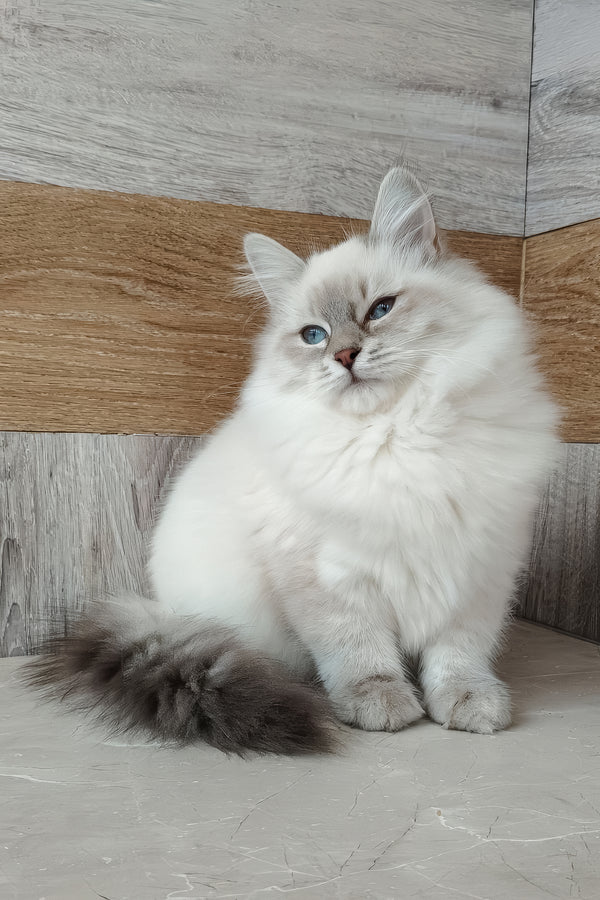 Zara | Siberian Kitten