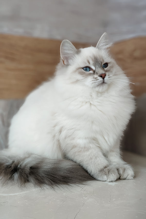 Zara | Siberian Kitten