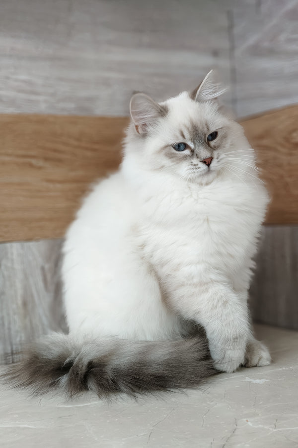 Zara | Siberian Kitten