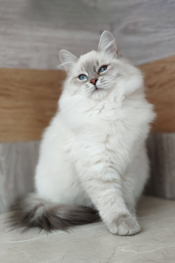 Zara | Siberian Kitten