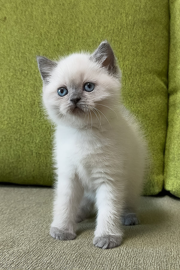 Zahra | Scottish Straight Kitten