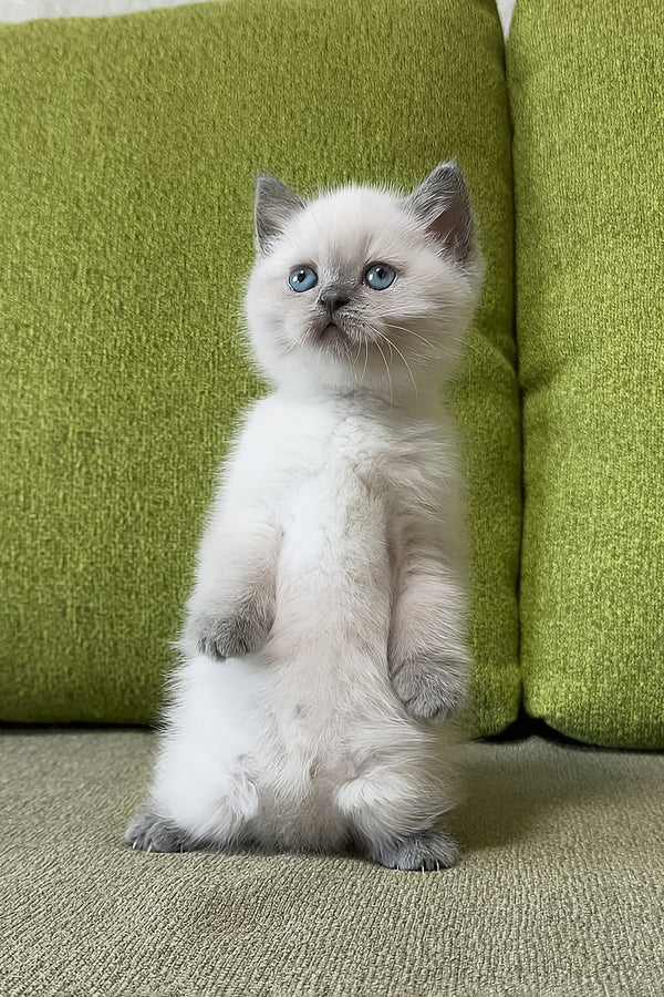 Zahra | Scottish Straight Kitten