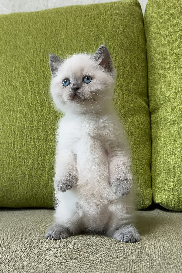 Zahra | Scottish Straight Kitten