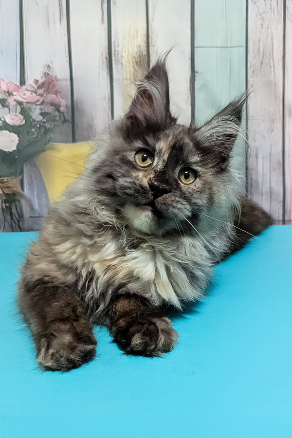 Zara | Maine Coon Kitten