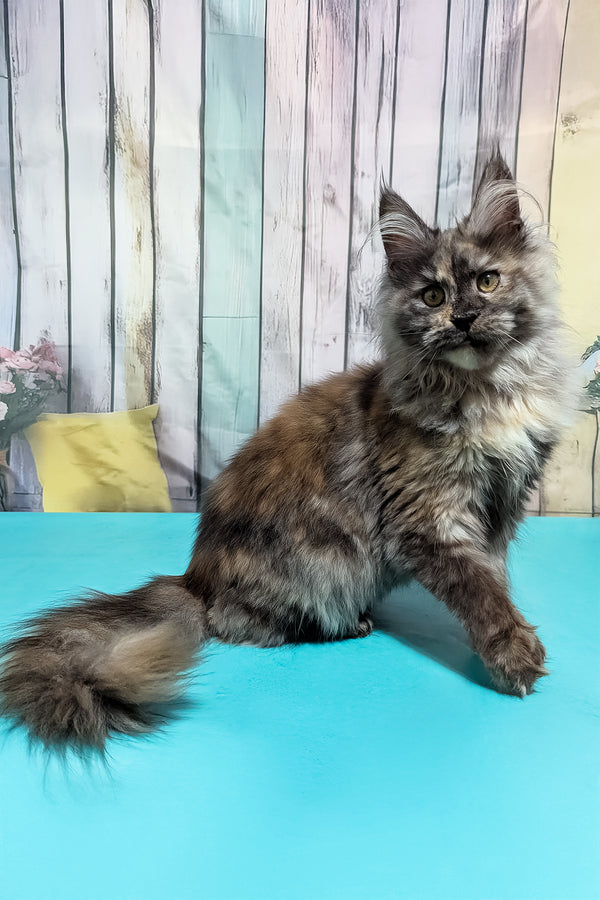 Zara | Maine Coon Kitten