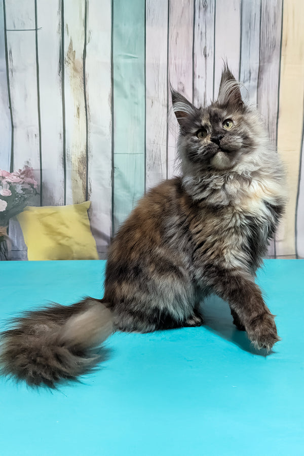 Zara | Maine Coon Kitten