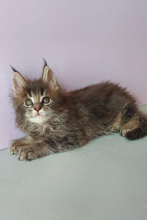 Zarina | Maine Coon Kitten