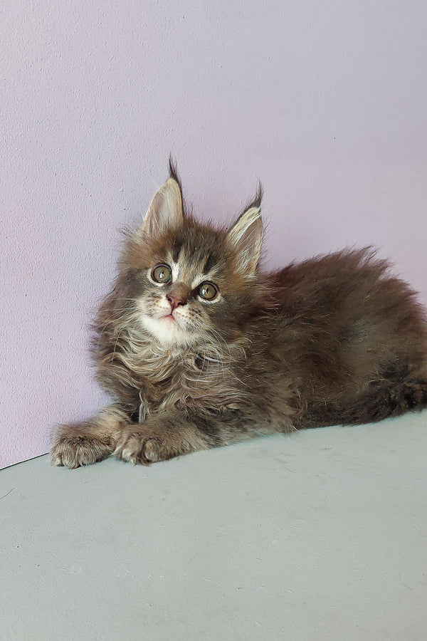Zarina | Maine Coon Kitten