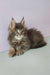 Zarina | Maine Coon Kitten