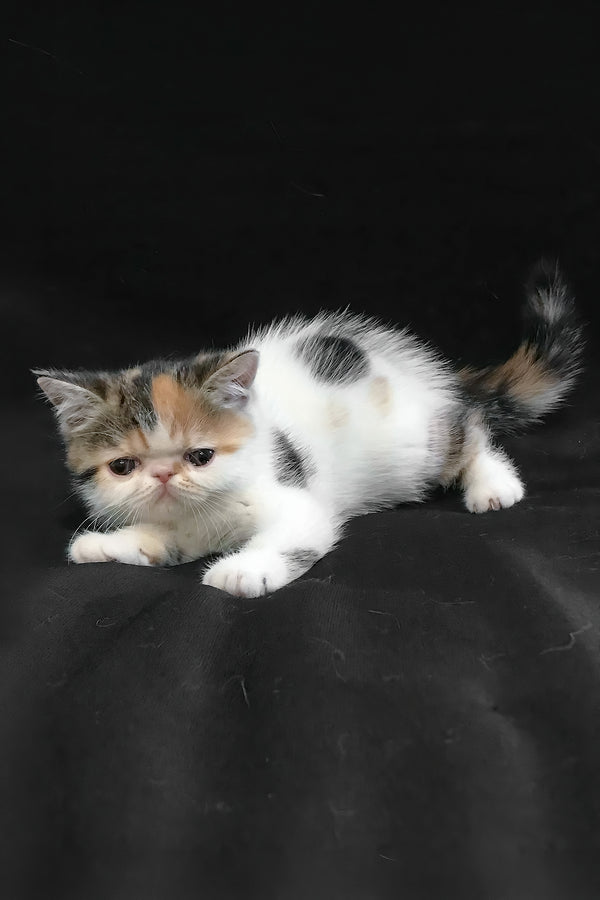 Zarina | Exotic Shorthair Kitten