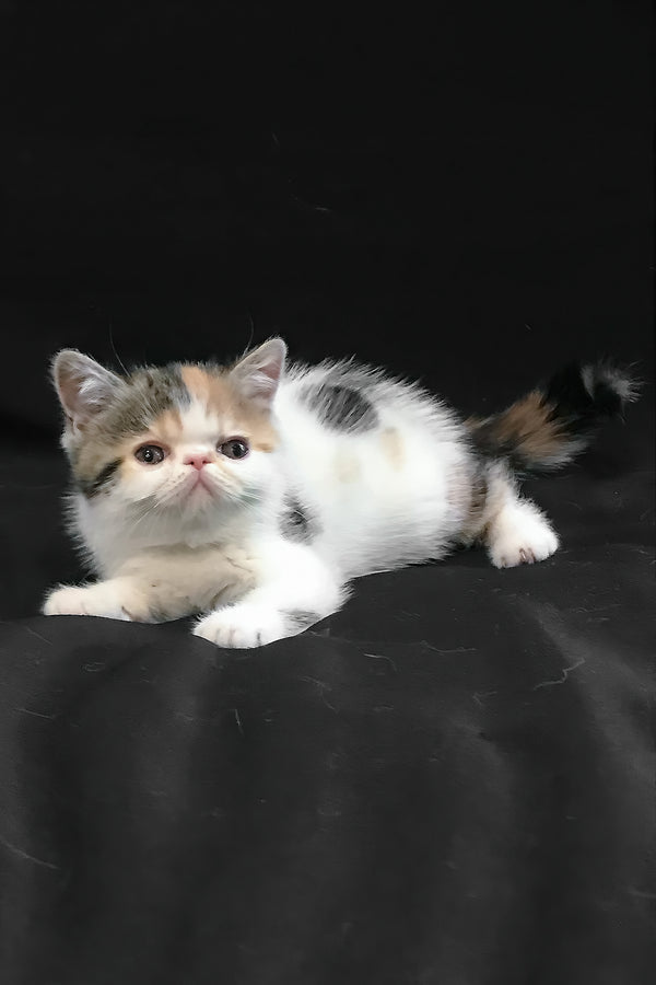 Zarina | Exotic Shorthair Kitten