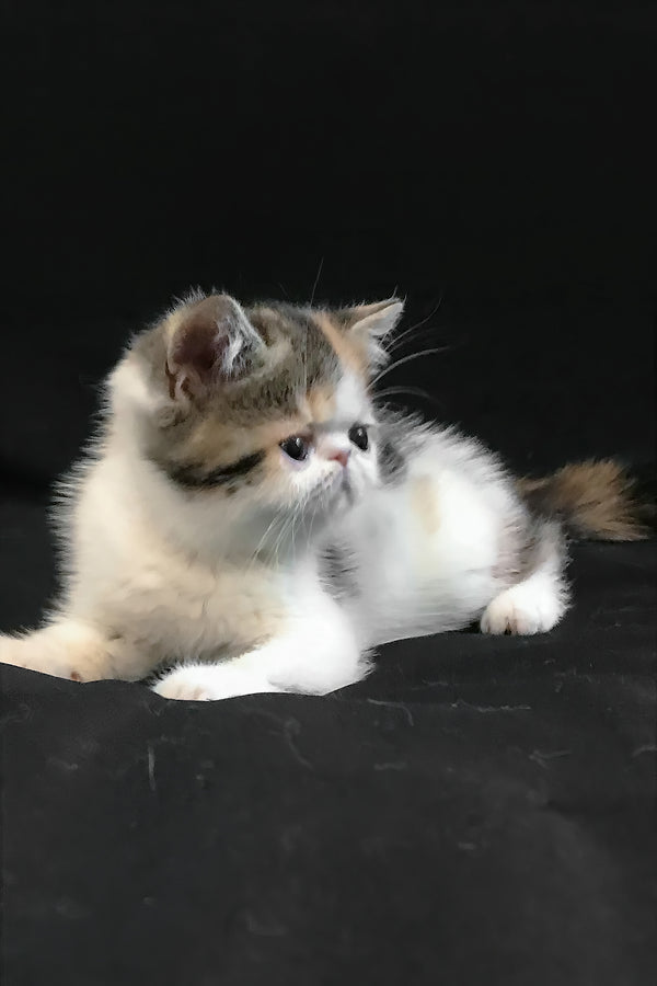 Zarina | Exotic Shorthair Kitten