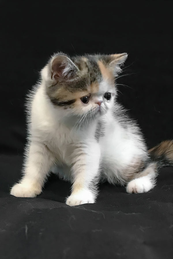 Zarina | Exotic Shorthair Kitten