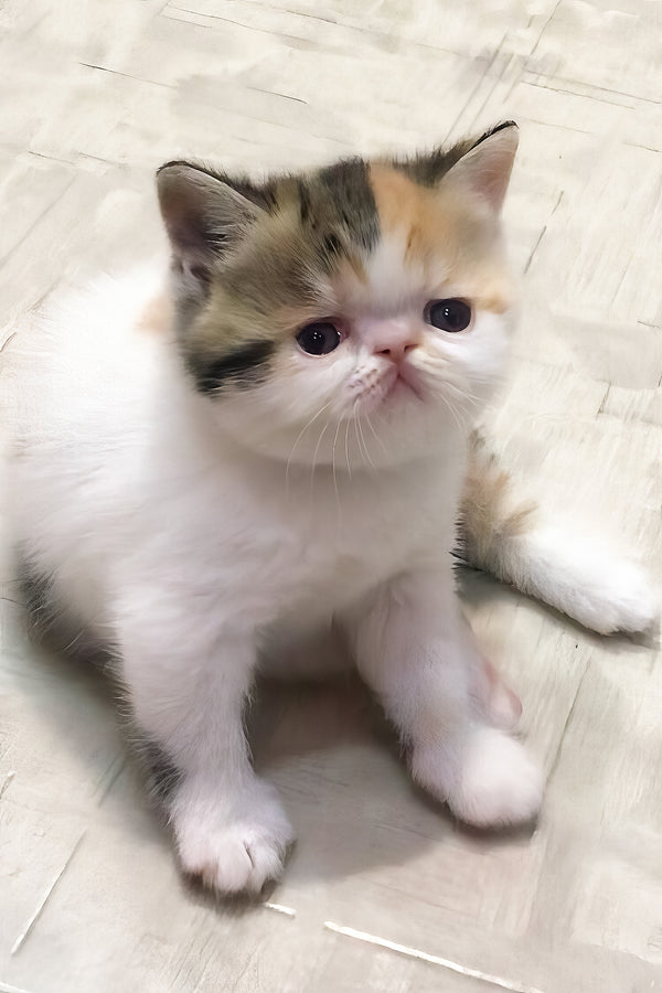 Zarina | Exotic Shorthair Kitten
