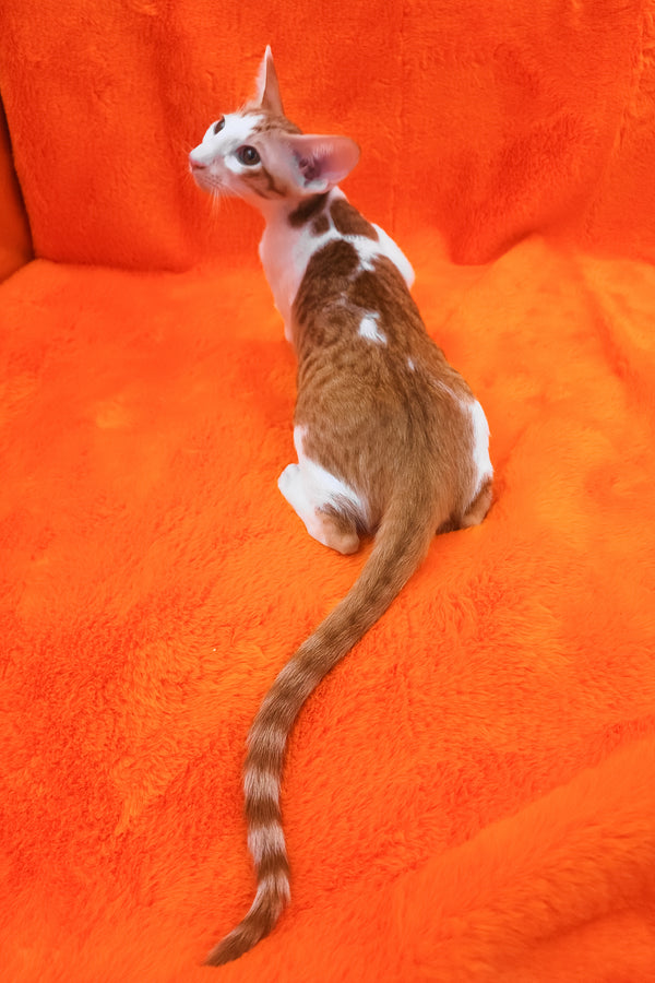 Zaur | Oriental Shorthair Kitten