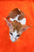 Zaur | Oriental Shorthair Kitten
