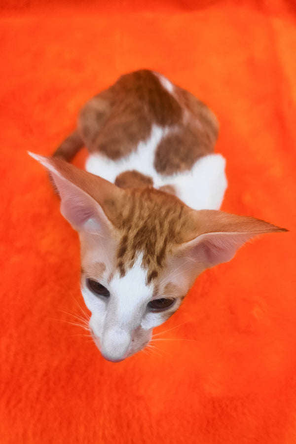 Zaur | Oriental Shorthair Kitten