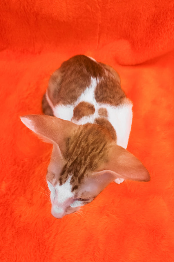 Zaur | Oriental Shorthair Kitten