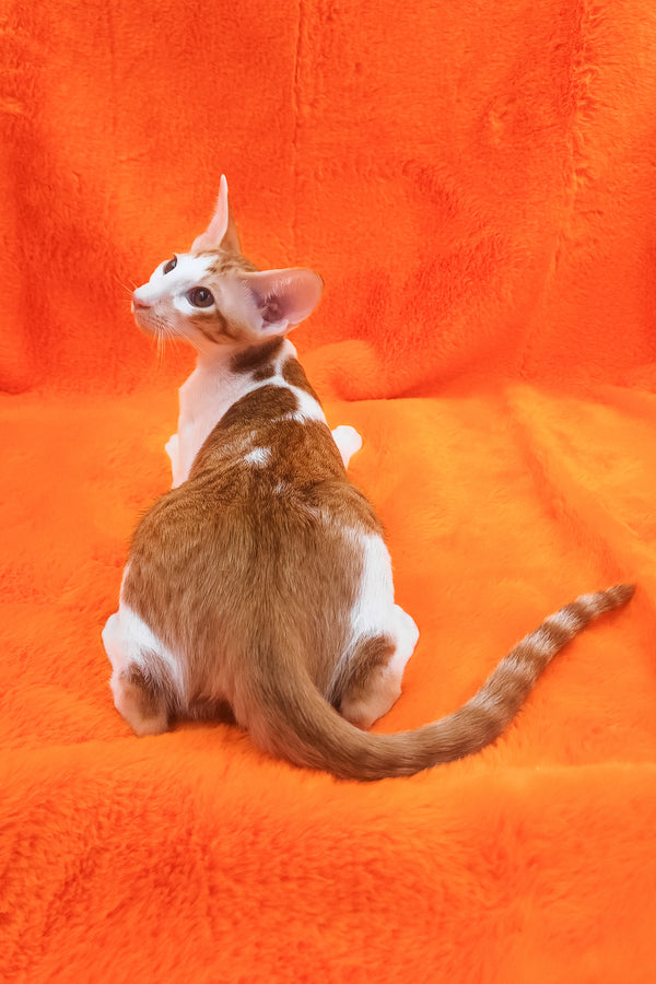 Zaur | Oriental Shorthair Kitten