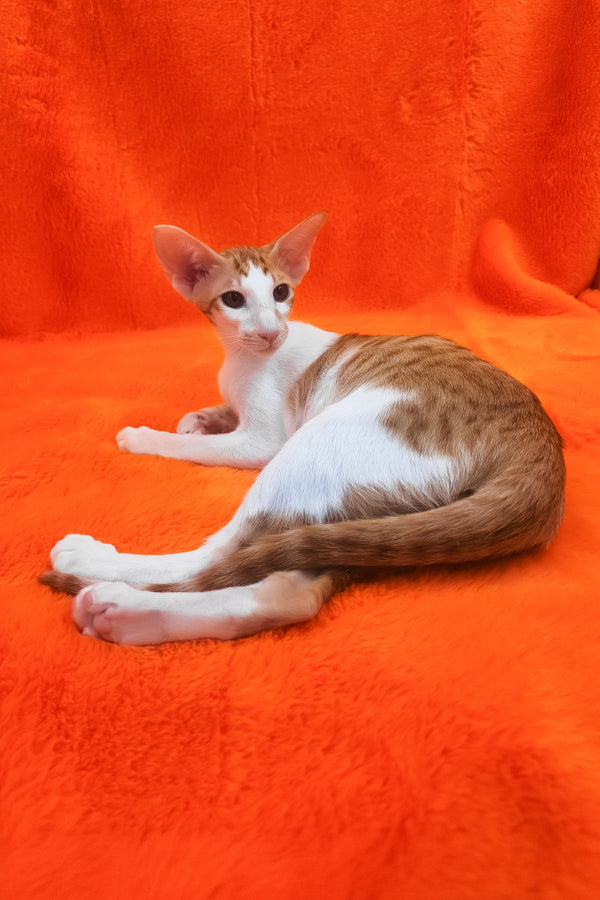 Zaur | Oriental Shorthair Kitten