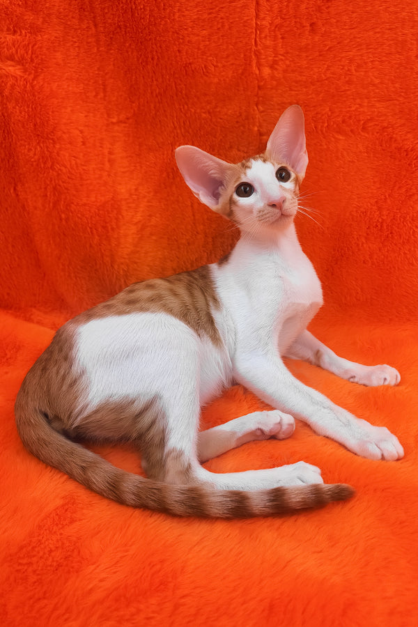 Zaur | Oriental Shorthair Kitten