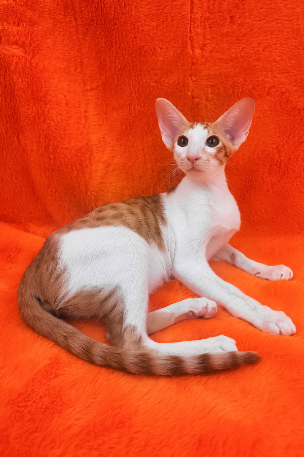Zaur | Oriental Shorthair Kitten