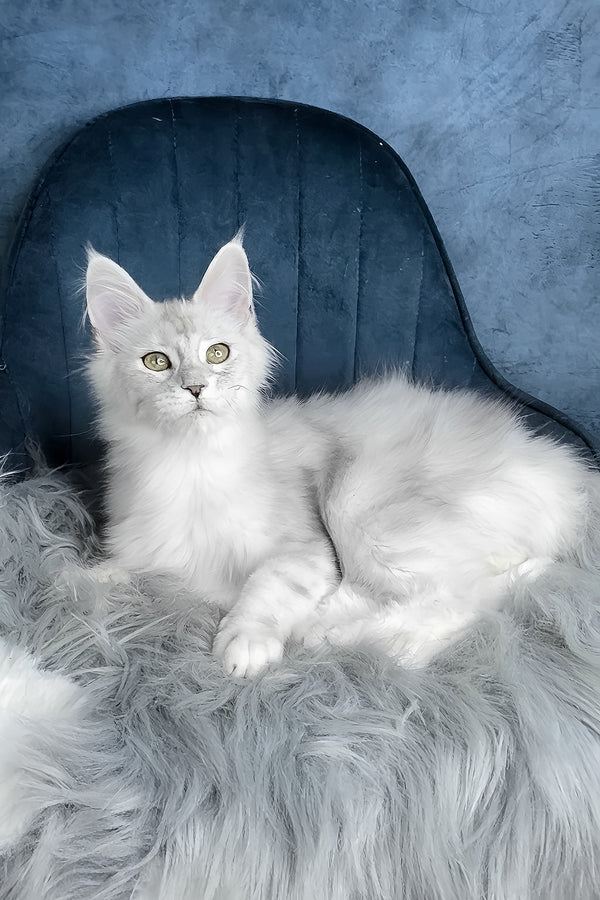 Zeda | Maine Coon Kitten