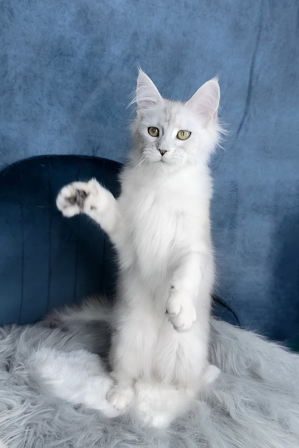 Zeda | Maine Coon Kitten