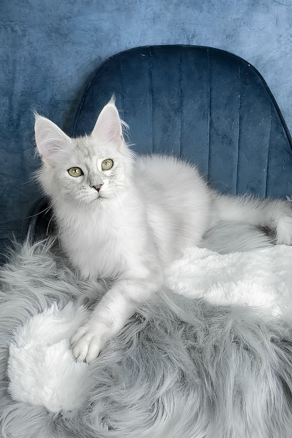 Zeda | Maine Coon Kitten