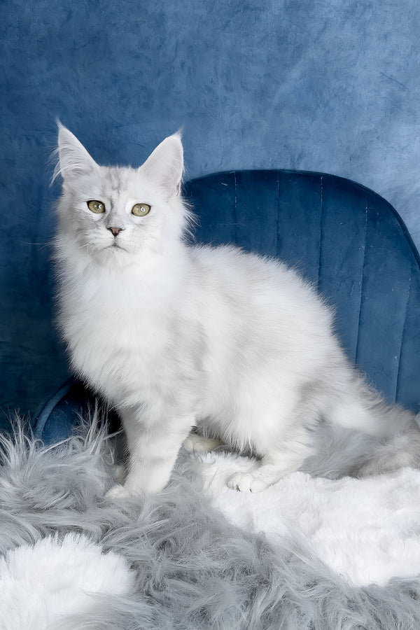Zeda | Maine Coon Kitten