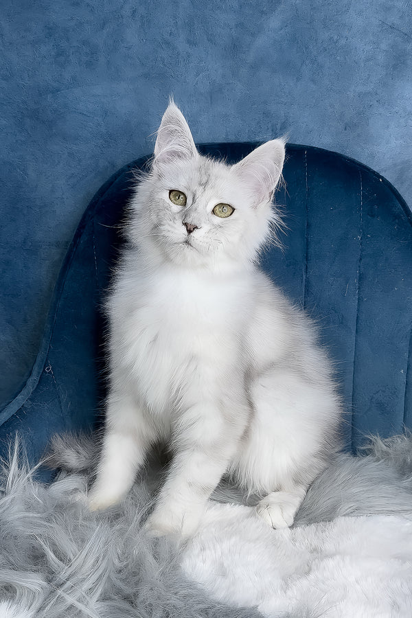 Zeda | Maine Coon Kitten
