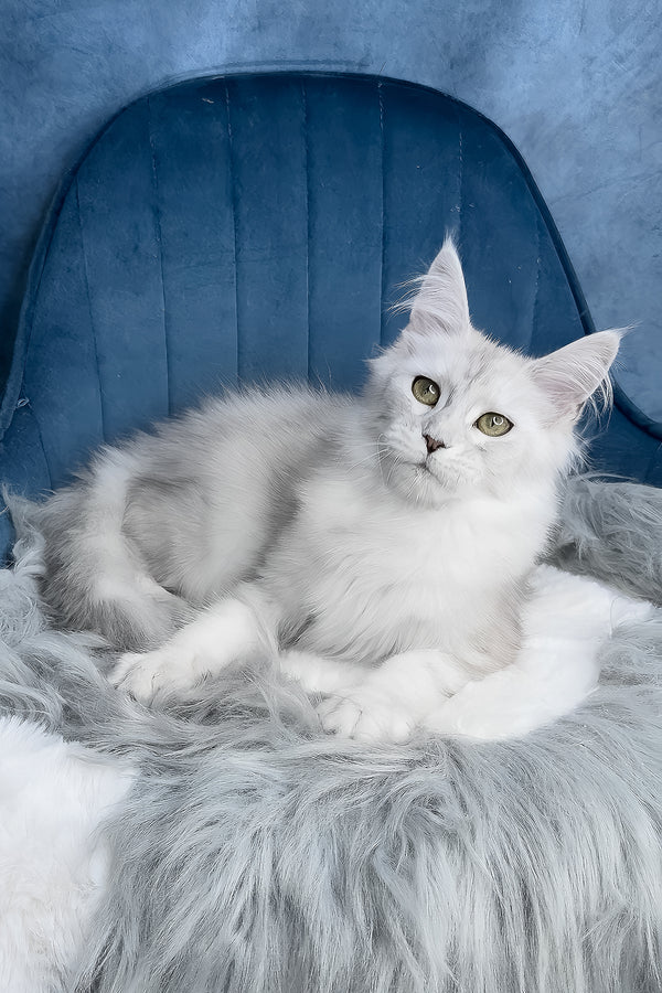 Zeda | Maine Coon Kitten