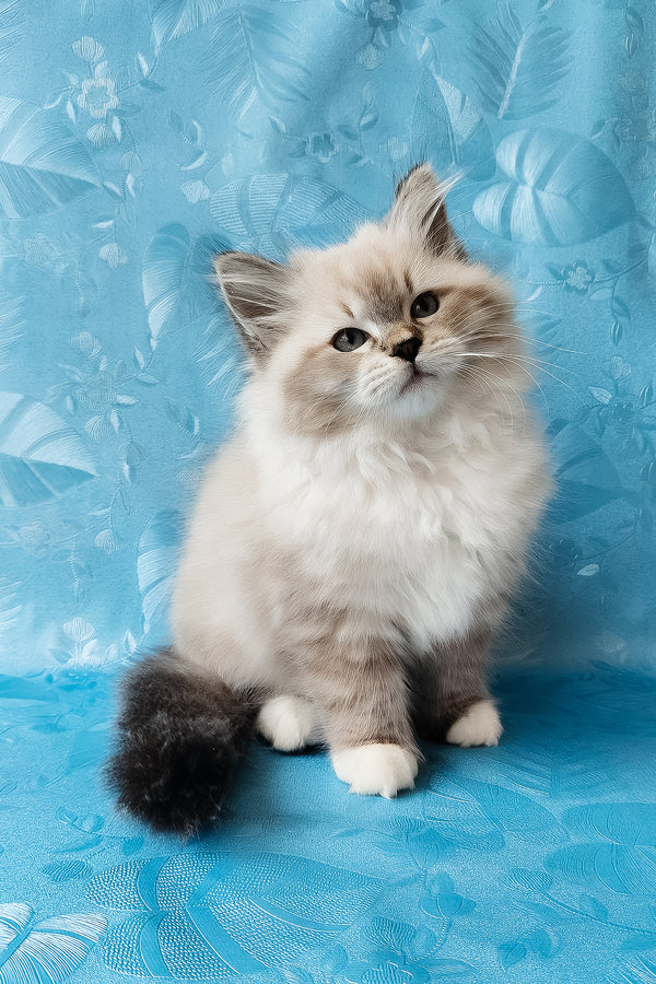 Zefir | Siberian Kitten