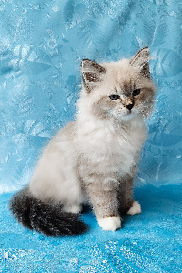 Zefir | Siberian Kitten