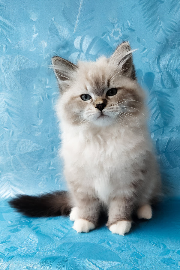 Zefir | Siberian Kitten