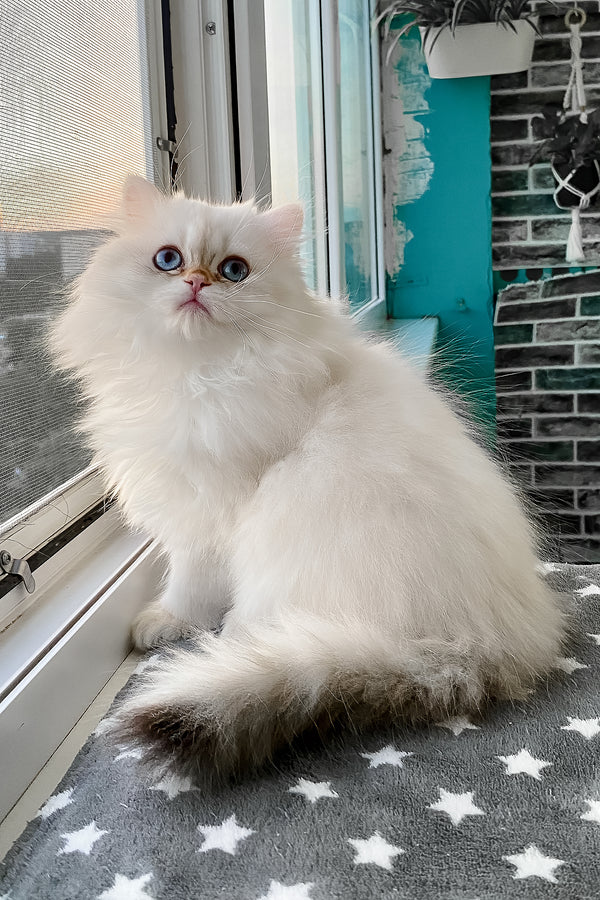 Zefir | British Longhair Kitten