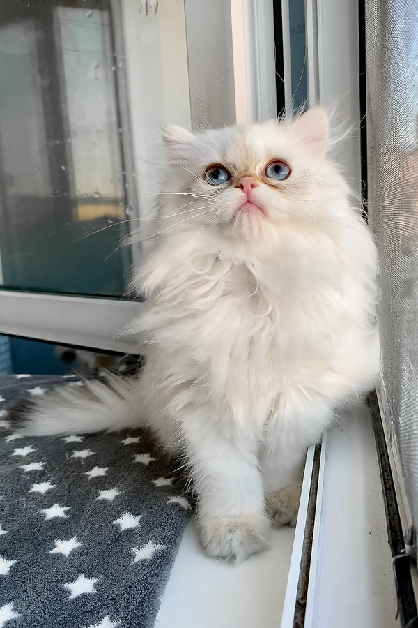 Zefir | British Longhair Kitten