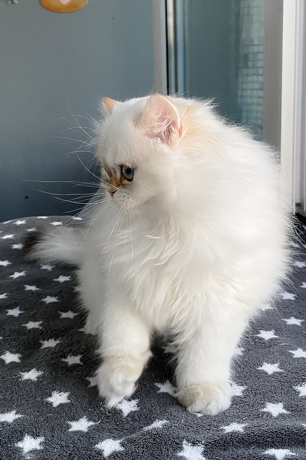 Zefir | British Longhair Kitten
