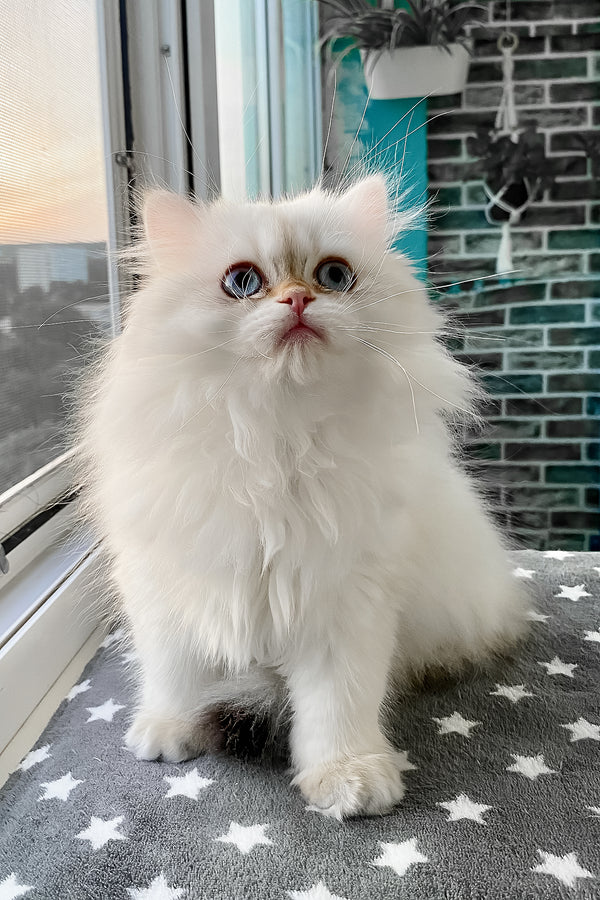 Zefir | British Longhair Kitten