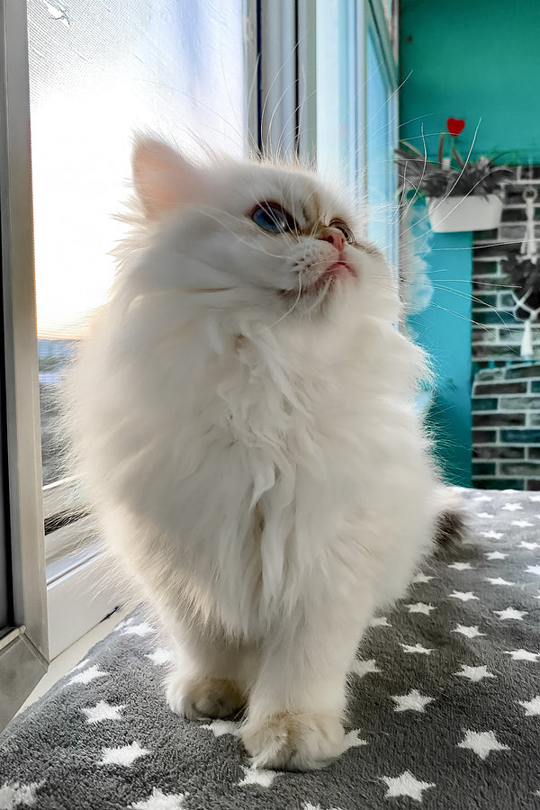 Zefir | British Longhair Kitten
