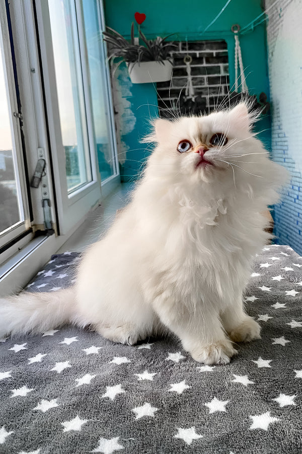 Zefir | British Longhair Kitten