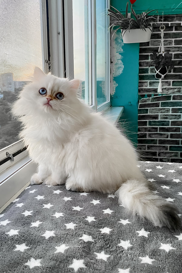 Zefir | British Longhair Kitten
