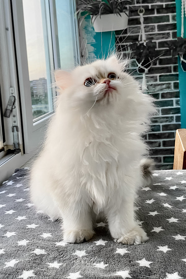 Zefir | British Longhair Kitten