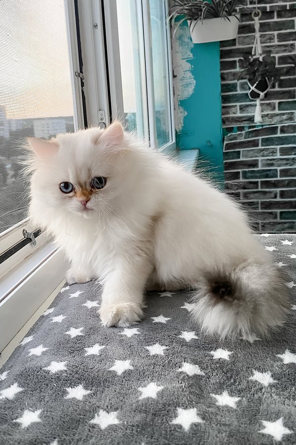 Zefir | British Longhair Kitten