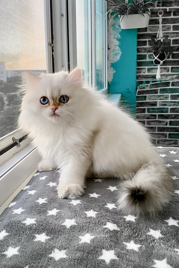 Zefir | British Longhair Kitten