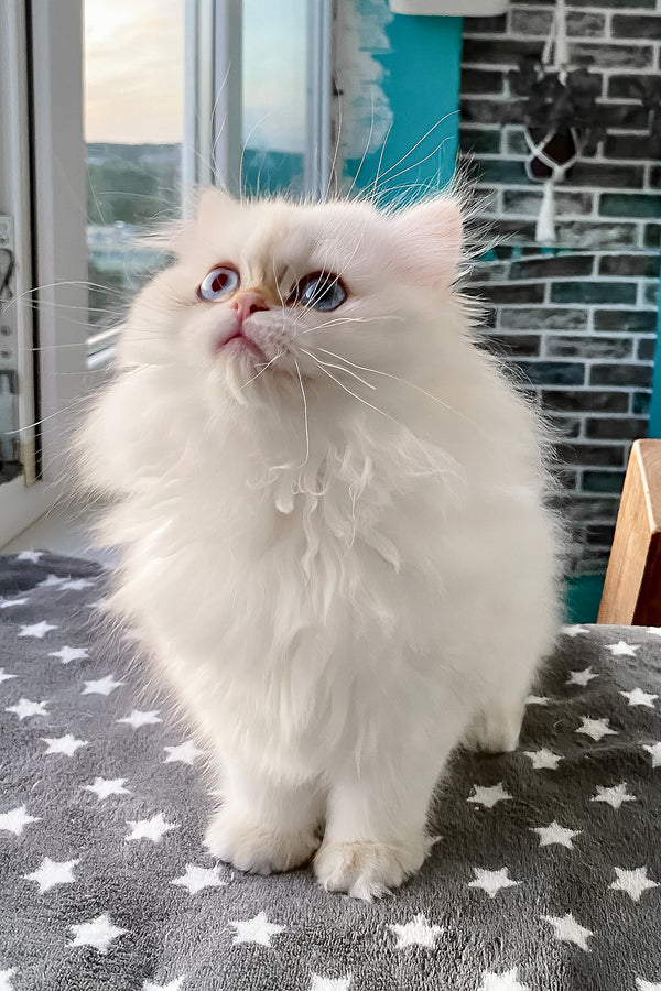 Zefir | British Longhair Kitten